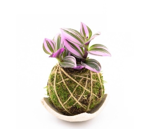 Pianta ornamentale
