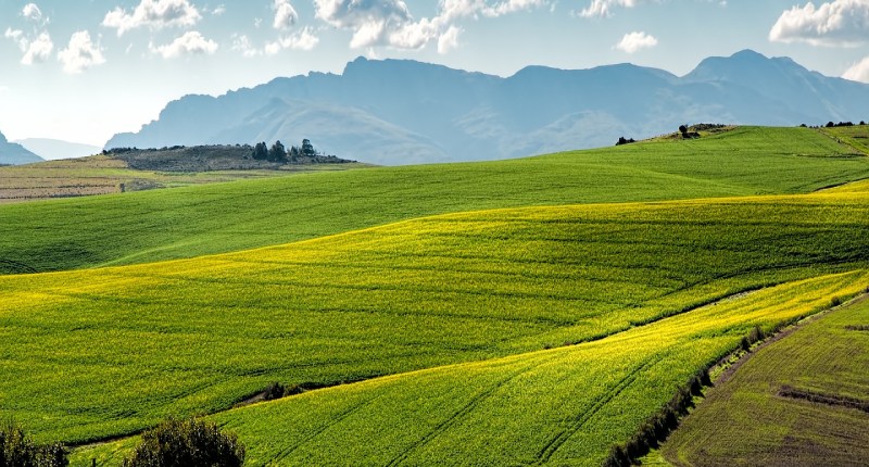 Quanto costa un terreno agricolo: tipologie, utilizzo e prezzo