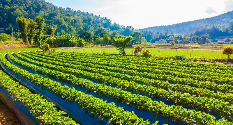 Innovazione in agricoltura: arrivano i contributi ISMEA