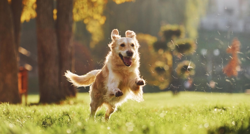 Aprire una pensione per cani: come fare, partita Iva e adempimenti