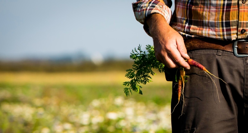Impresa agricola giovanile: requisiti e agevolazioni