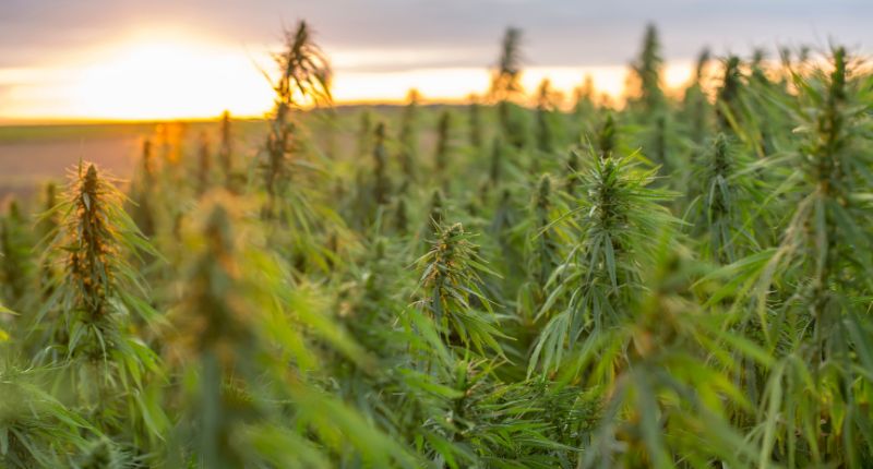 Stop alla cannabis light: 3 mila imprese a rischio dopo il DL Sicurezza