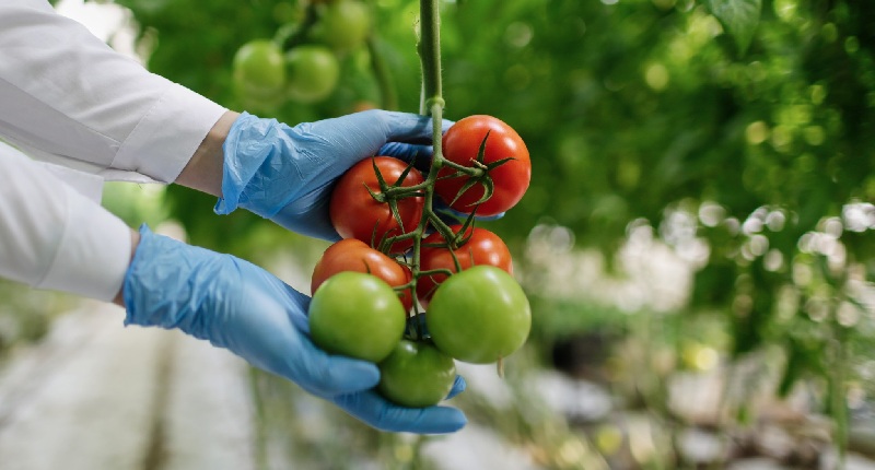 agroalimentare made in italy agroalimentare made in italy