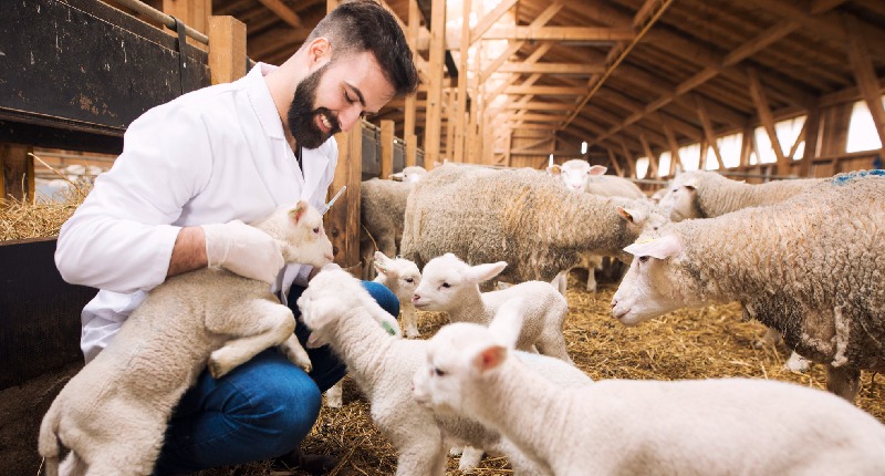 Bando benessere animale per allevatori 2025: incentivi e scadenze