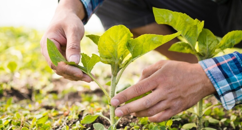 Agricoltura: l’UE ritratta le politiche green e fissa nuovi obiettivi per il settore