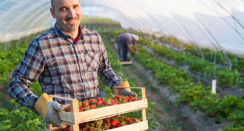 Regime di esonero IVA nell’agricoltura: beneficiari, requisiti di accesso e vantaggi