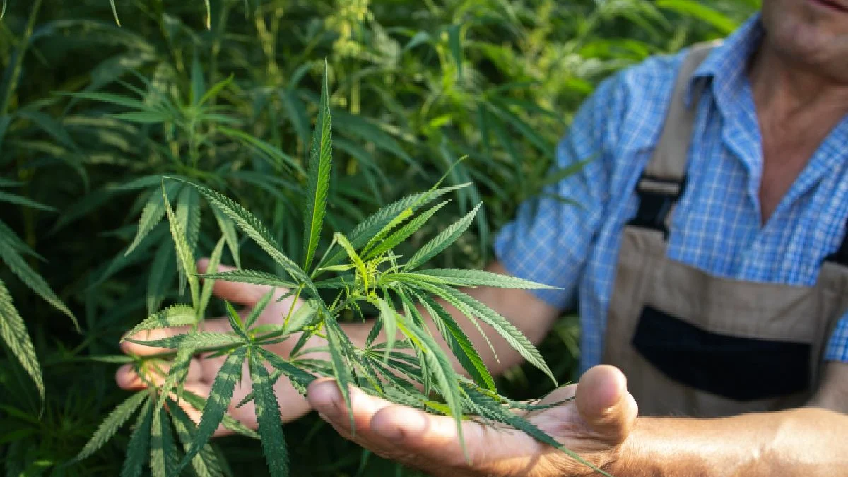 Cannabis light, con il decreto sicurezza a rischio 30 mila lavoratori: cosa cambia e perché le imprese fuggono all’estero
