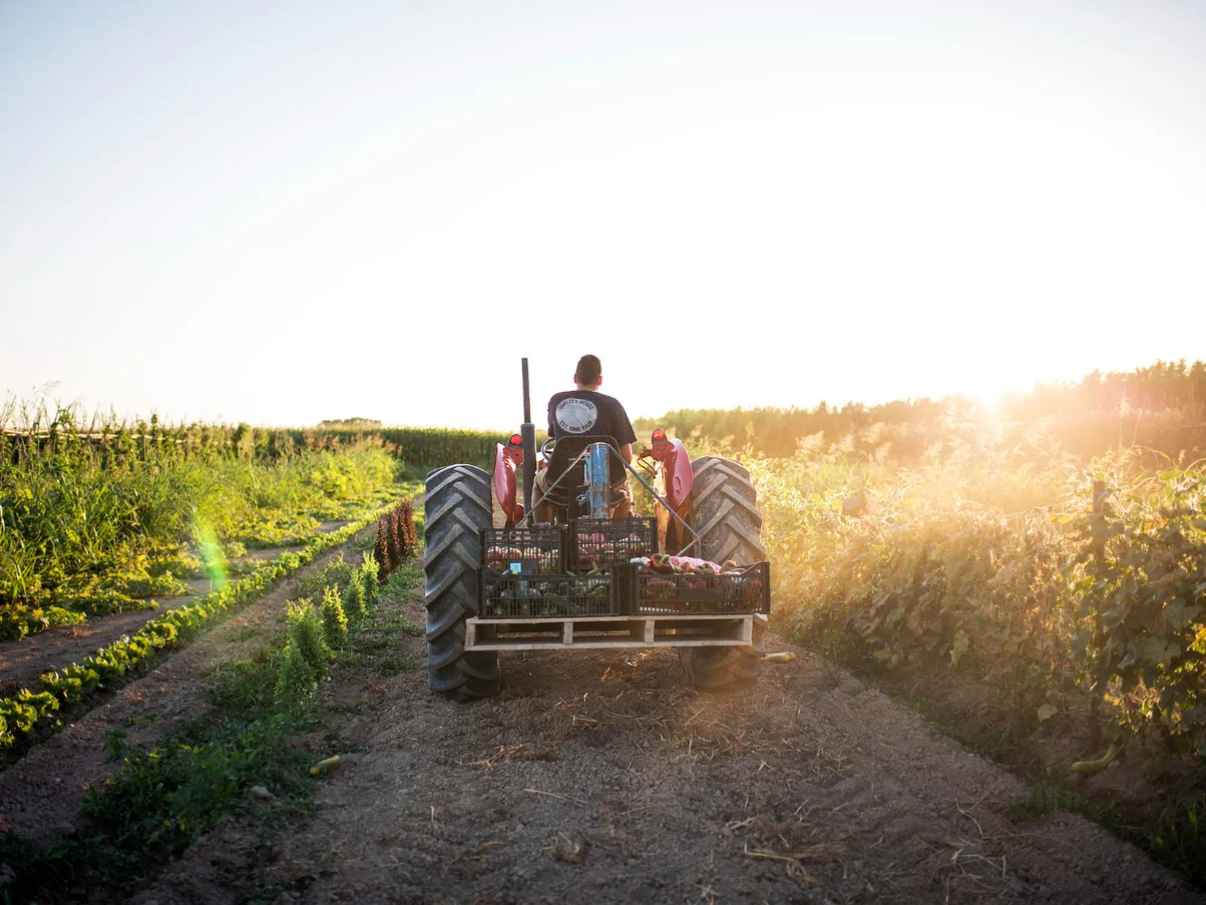 Bonus imprese agricole 2026: come funziona il nuovo credito 4.0