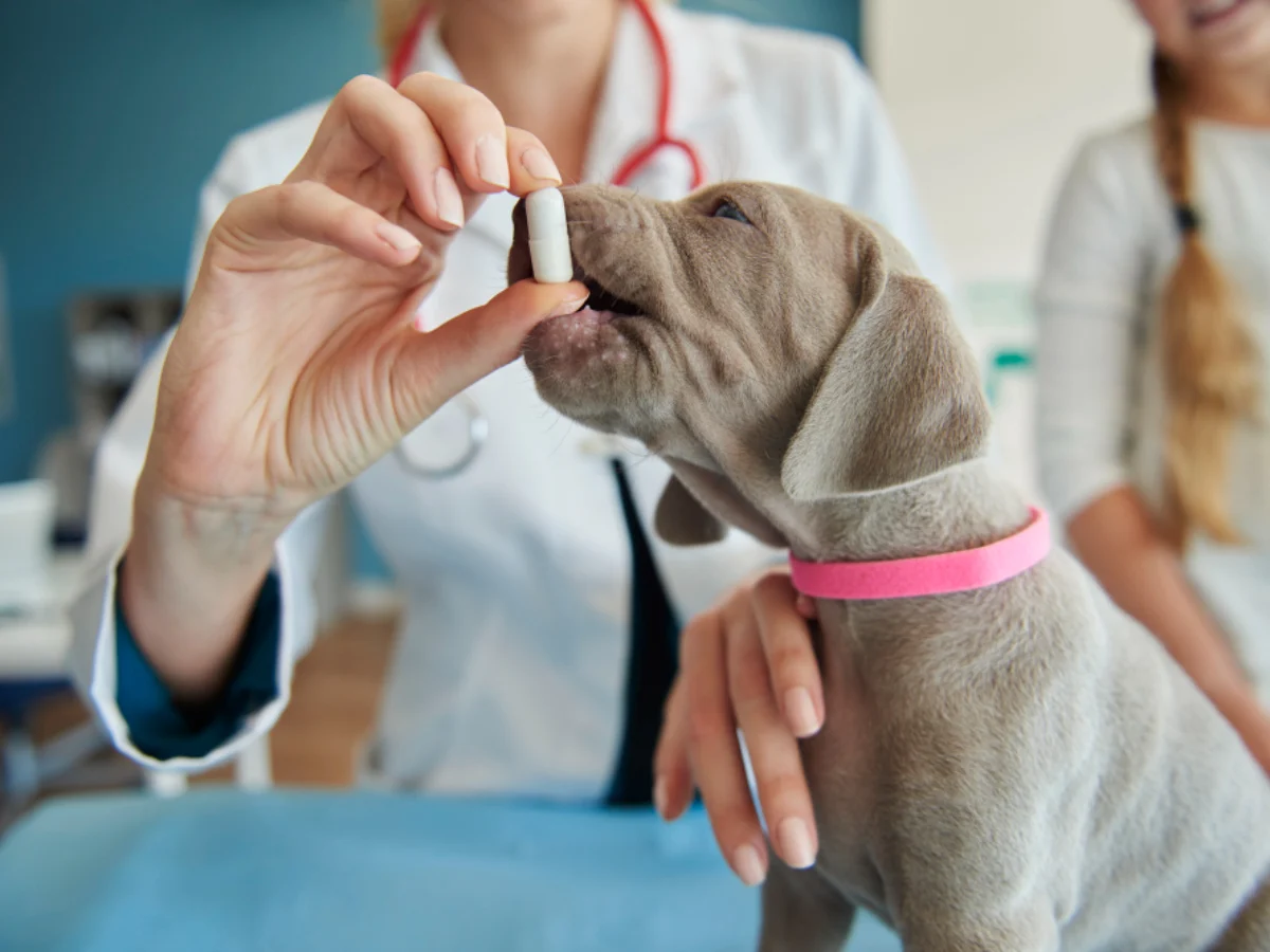 Detrazioni spese veterinarie fino a 80 euro, i documenti da conservare e come correggere gli errori