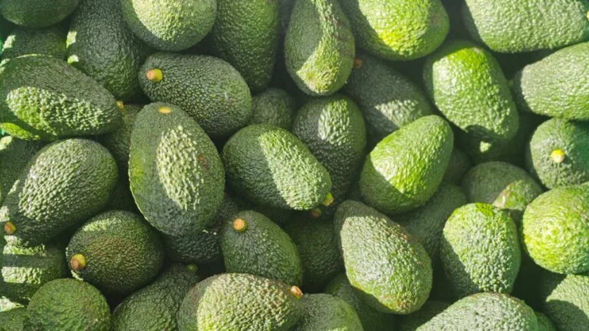 L’avocado siciliano conquista Lidl e diventa simbolo di resilienza: come i prodotti agricoli entrano nella GDO