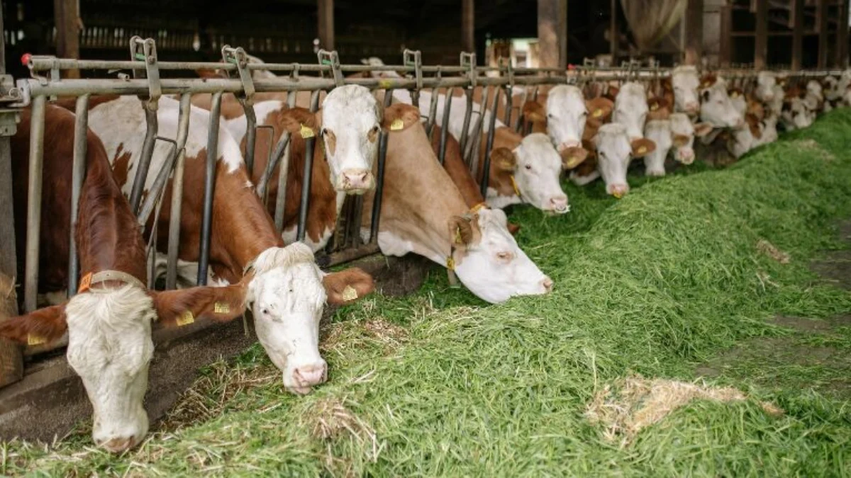 Agroalimentare e zootecnia, in Italia export record ma crescono le incertezze: bandi attivi e nuove tendenze