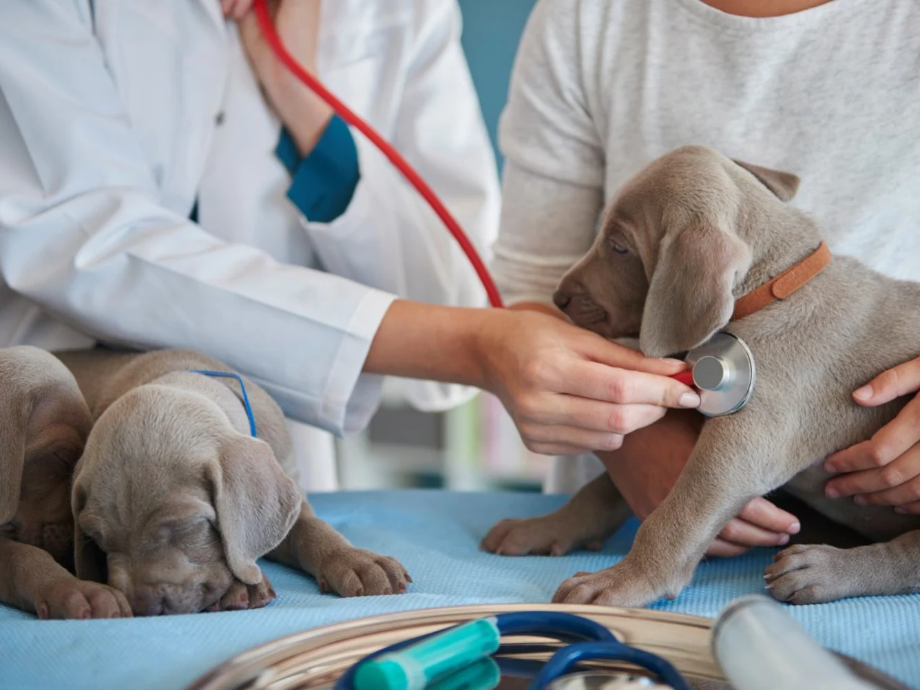 Scadenze fiscali contributi ENPAV 2026: date, calcolo importi e pagamenti per veterinari
